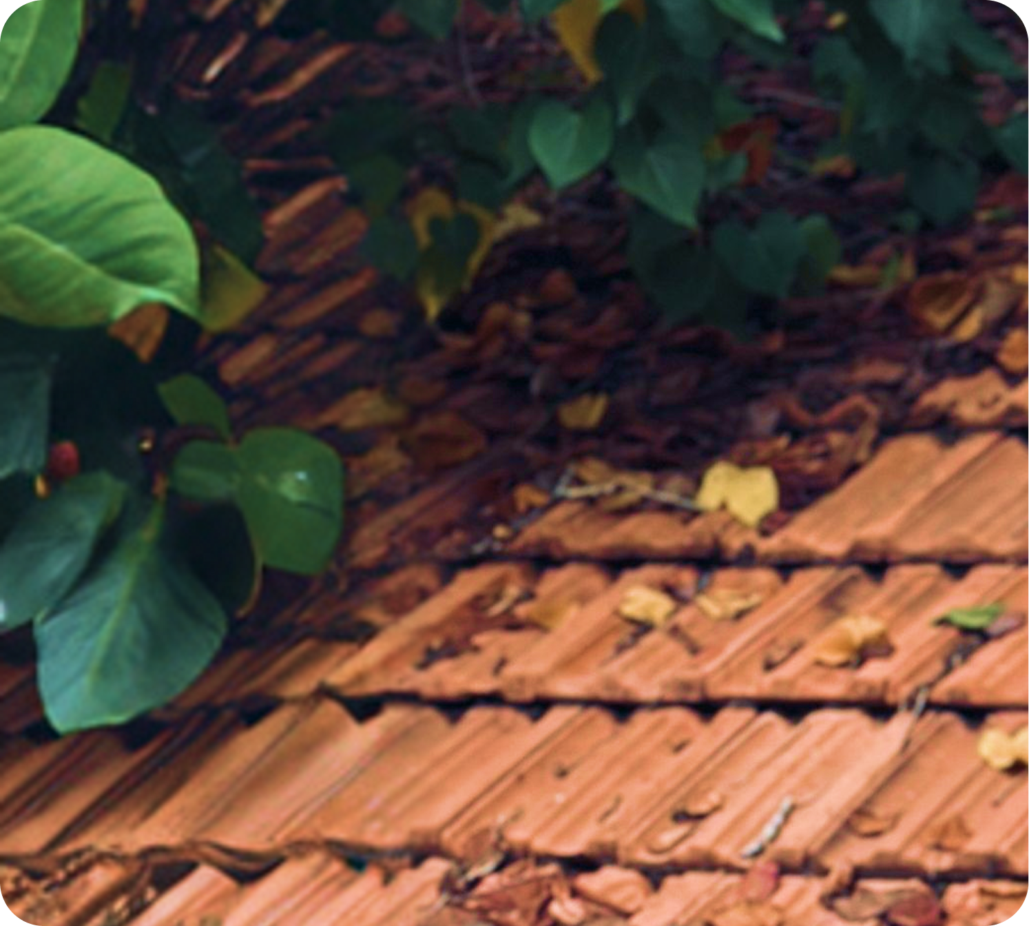 Close-up of lush green foliage and terracotta roof tiles