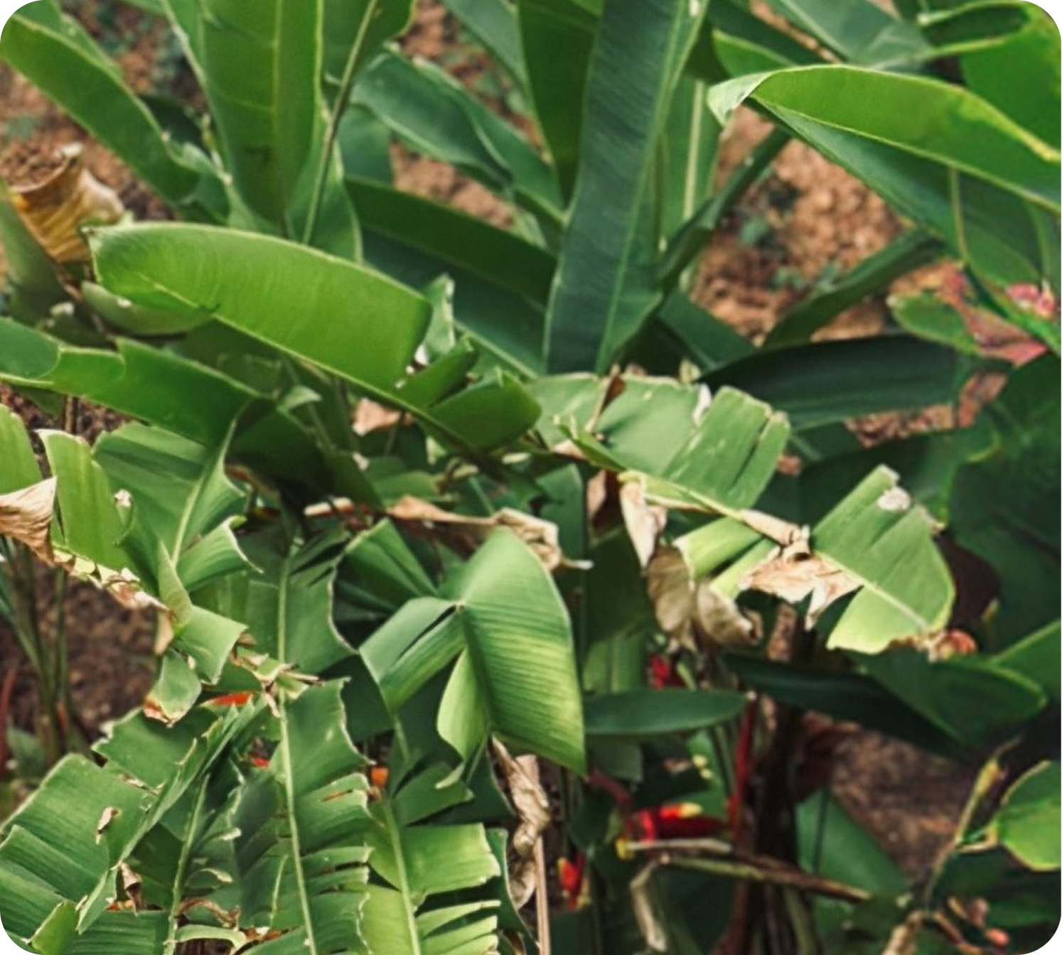 Close-up of large tropical leaves